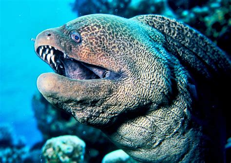 10 Most Venomous & Poisonous Fish in the World .
